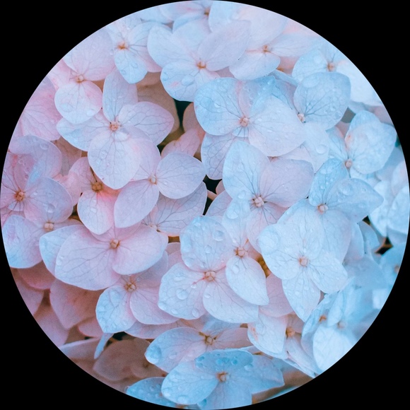 hydrangeal0ve